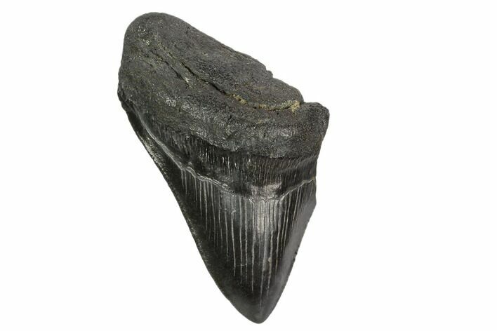 Partial, Fossil Megalodon Tooth #124755
